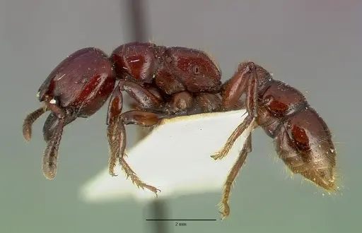 Myopopone castanea specimen CASTYPE06936 image castype06936_3