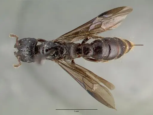 Myopopone castanea specimen CASTYPE06962 image castype06962_1
