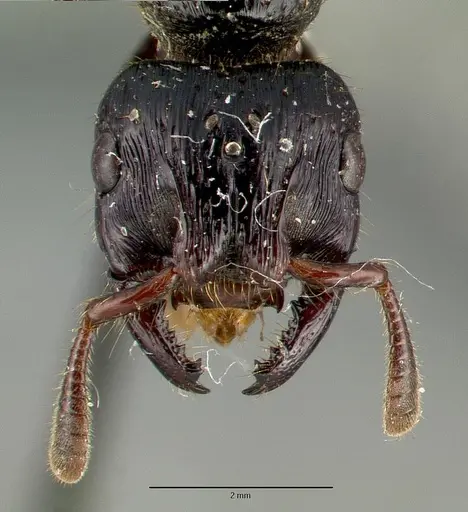 Myopopone castanea specimen CASTYPE06962 image castype06962_2