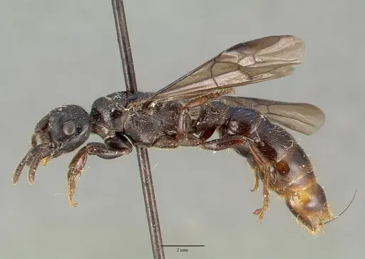 Myopopone castanea specimen CASTYPE06962 image castype06962_3