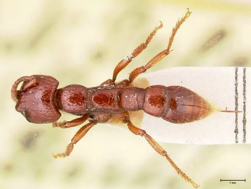 Myopopone castanea specimen FOCOL0835 image focol0835_1