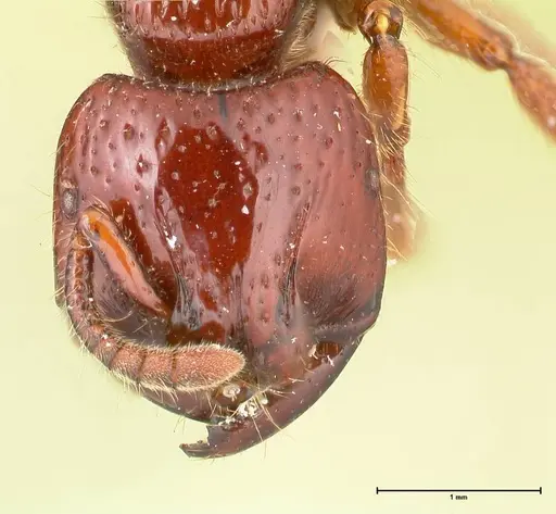 Myopopone castanea specimen FOCOL0835 image focol0835_2