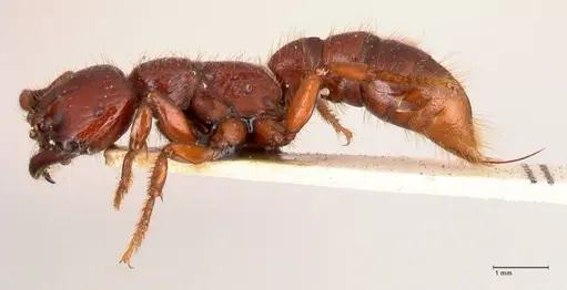 Myopopone castanea specimen FOCOL0835 image focol0835_3