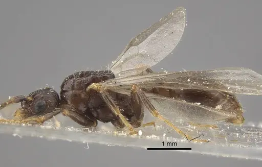 Myrmica hirsuta specimen CASENT0917685 image casent0917685_5