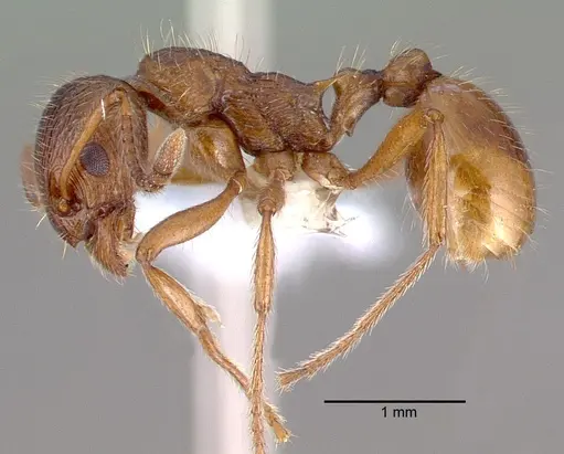 Myrmica rubra specimen CASENT0010684 image casent0010684_4