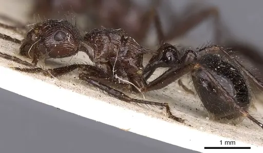 Myrmicaria striata specimen CASENT0900512 image casent0900512_3
