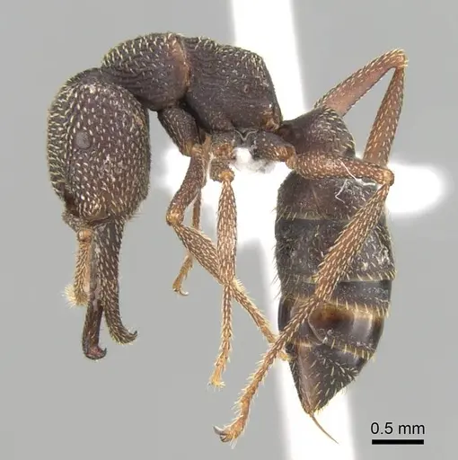 Mystrium mirror specimen CASENT0318937 image casent0318937_3