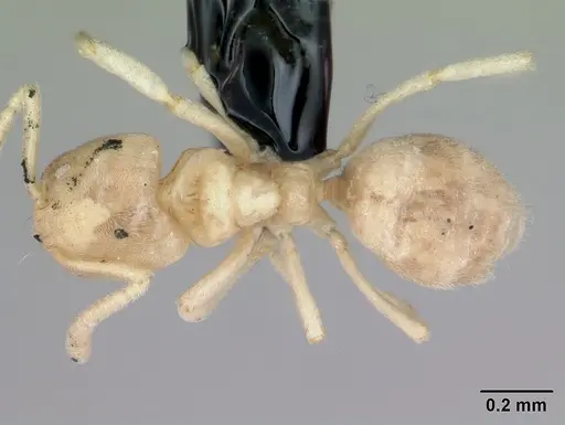 Nebothriomyrmex majeri specimen CASENT0009951 image casent0009951_1