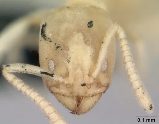Nebothriomyrmex majeri specimen CASENT0009951 image casent0009951_2
