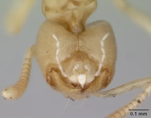 Nebothriomyrmex majeri specimen CASENT0009951 image casent0009951_3