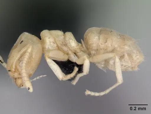 Nebothriomyrmex majeri specimen CASENT0009951 image casent0009951_4
