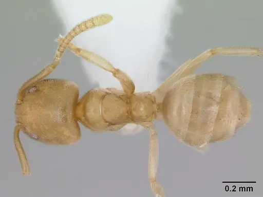 Nebothriomyrmex majeri specimen CASENT0106174 image casent0106174_1
