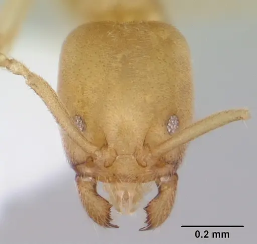 Nebothriomyrmex majeri specimen CASENT0106174 image casent0106174_2