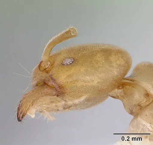 Nebothriomyrmex majeri specimen CASENT0106174 image casent0106174_3