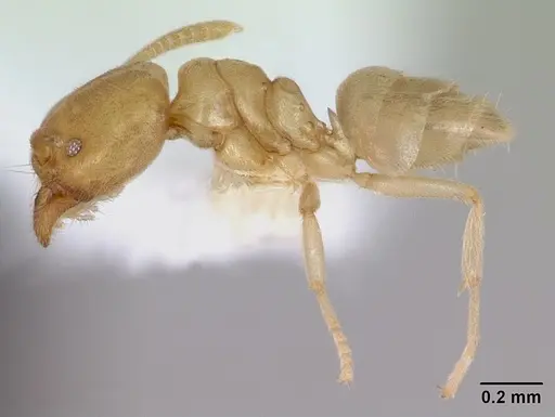Nebothriomyrmex majeri specimen CASENT0106174 image casent0106174_4