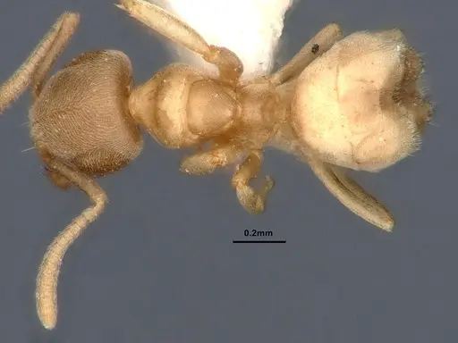 Nebothriomyrmex majeri specimen CASENT0886089 image casent0886089_1