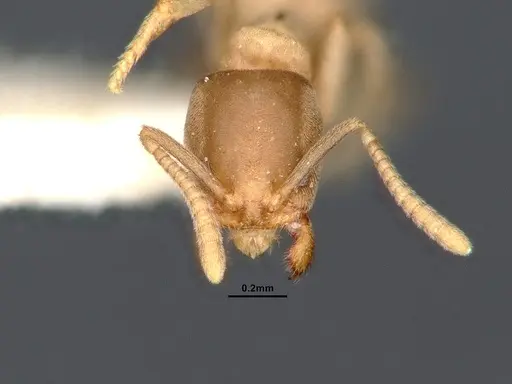 Nebothriomyrmex majeri specimen CASENT0886089 image casent0886089_2