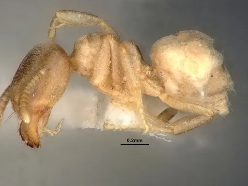 Nebothriomyrmex majeri specimen CASENT0886089 image casent0886089_3