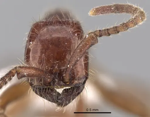 Neivamyrmex alfaroi specimen CASENT0619176 image casent0619176_2