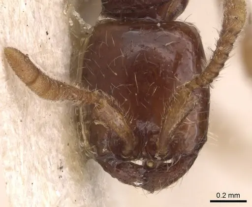 Neivamyrmex modestus specimen CASENT0905727 image casent0905727_2