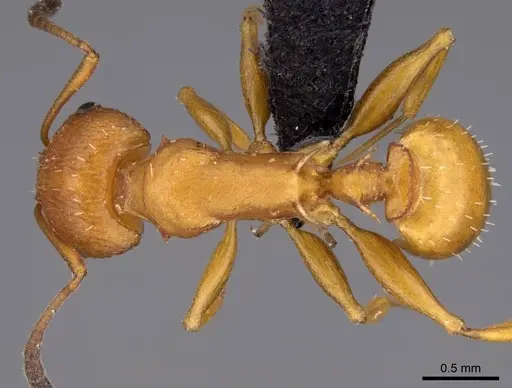 Nesomyrmex hafahafa specimen CASENT0460666 image casent0460666_2