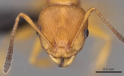 Nesomyrmex hafahafa specimen CASENT0746771 image casent0746771_3