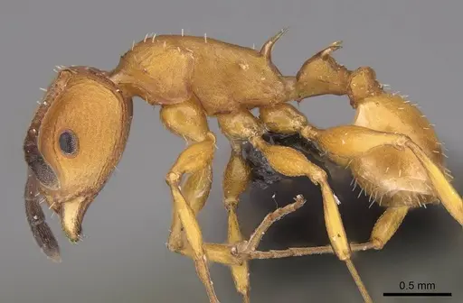 Nesomyrmex hafahafa specimen CASENT0746771 image casent0746771_4