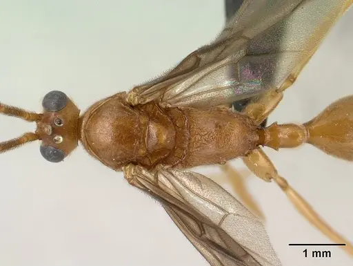 Odontomachus coquereli specimen CASENT0135636 image casent0135636_1