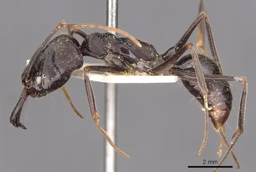 Odontomachus opaciventris specimen CASENT0907435 image casent0907435_3
