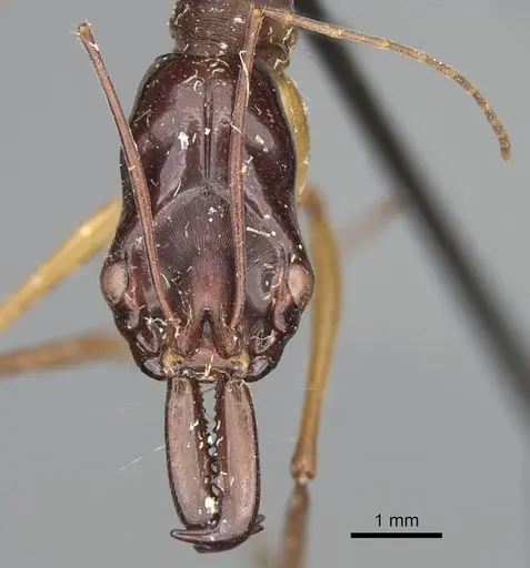 Odontomachus rufithorax specimen CASENT0217545 image casent0217545_4