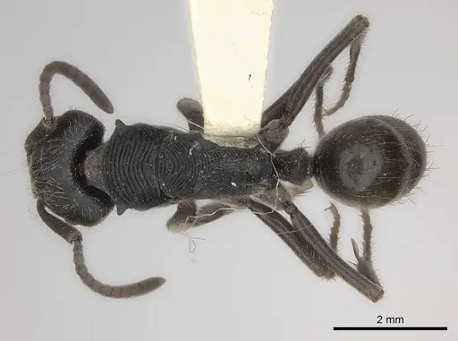 Odontoponera denticulata specimen CASENT0217548 image casent0217548_1