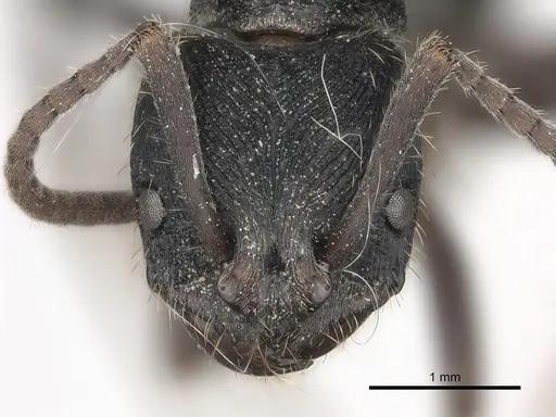 Odontoponera denticulata specimen CASENT0217548 image casent0217548_2