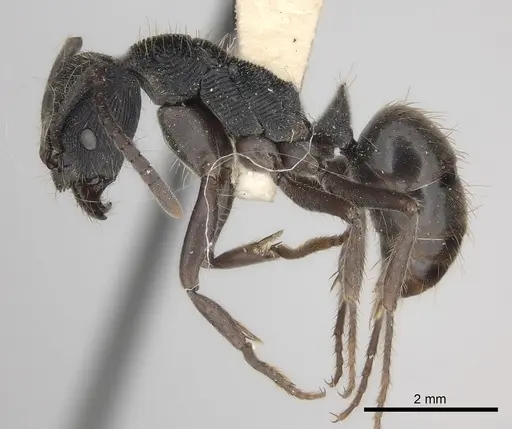 Odontoponera denticulata specimen CASENT0217548 image casent0217548_3