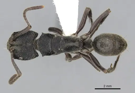 Odontoponera denticulata specimen CASENT0249125 image casent0249125_1