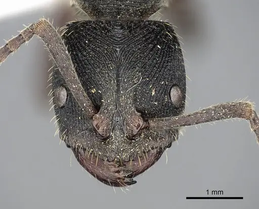 Odontoponera denticulata specimen CASENT0249125 image casent0249125_2