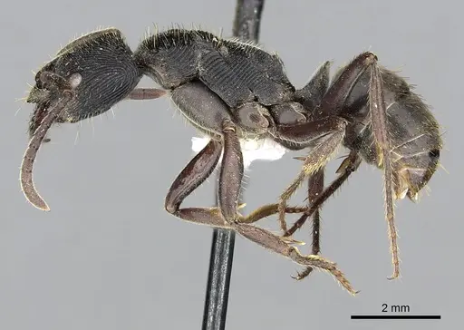 Odontoponera denticulata specimen CASENT0249125 image casent0249125_3