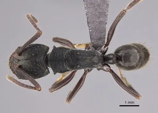 Odontoponera denticulata specimen CASENT0267032 image casent0267032_1