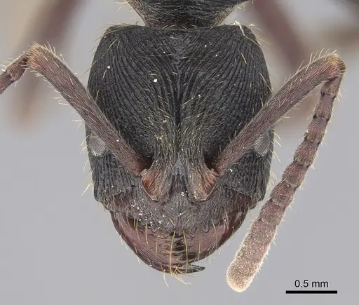 Odontoponera denticulata specimen CASENT0267032 image casent0267032_2