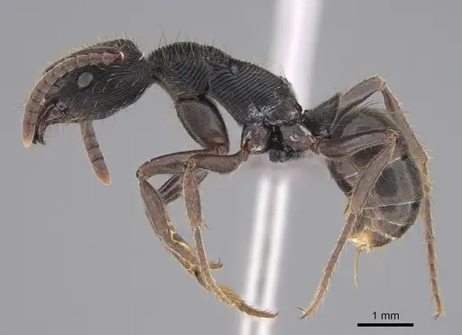 Odontoponera denticulata specimen CASENT0267032 image casent0267032_3