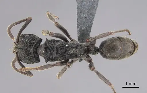 Odontoponera denticulata specimen CASENT0287102 image casent0287102_1