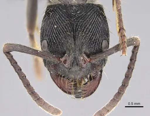 Odontoponera denticulata specimen CASENT0287102 image casent0287102_2