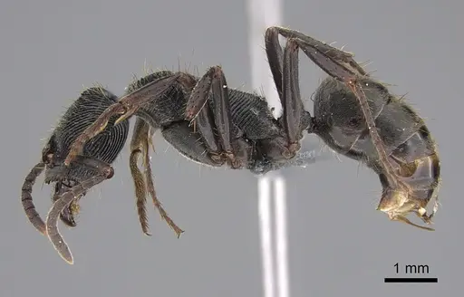 Odontoponera denticulata specimen CASENT0287102 image casent0287102_3