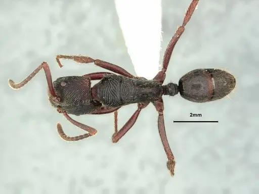 Odontoponera denticulata specimen CASENT0886860 image casent0886860_1