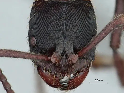 Odontoponera denticulata specimen CASENT0886860 image casent0886860_2