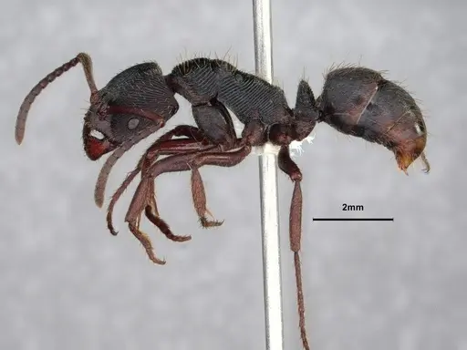 Odontoponera denticulata specimen CASENT0886860 image casent0886860_3