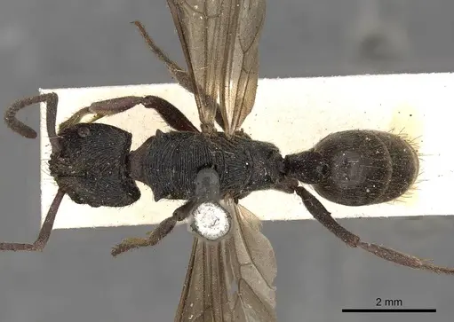 Odontoponera denticulata specimen CASENT0900664 image casent0900664_1