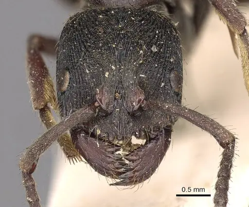 Odontoponera denticulata specimen CASENT0900664 image casent0900664_2