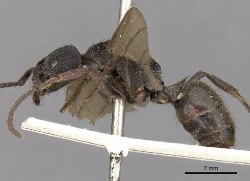 Odontoponera denticulata specimen CASENT0900664 image casent0900664_3