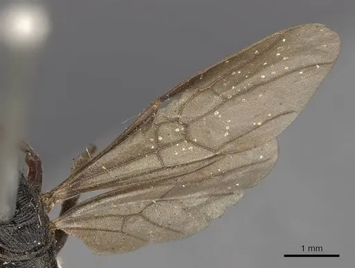 Odontoponera denticulata specimen CASENT0900664 image casent0900664_4
