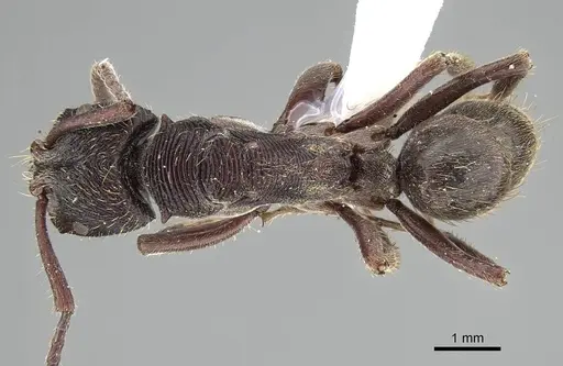 Odontoponera denticulata specimen CASENT0919898 image casent0919898_1
